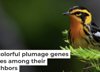Some bird species on neighboring tips of the evolutionary tree can interbreed, with interesting genomic results. Kaleb Anderson